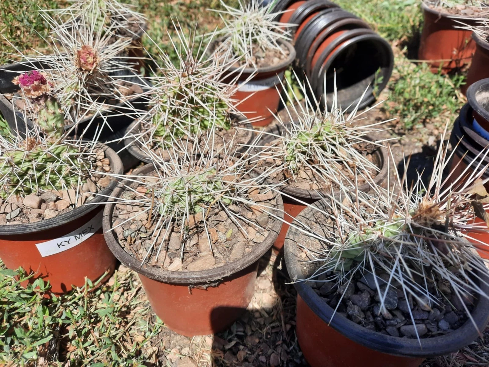 Opuntia Nicholii x Opuntia Hybrid Live Cactus Cutting – Hardy Drought-Tolerant Prickly Pear for Desert Gardens & Collectors