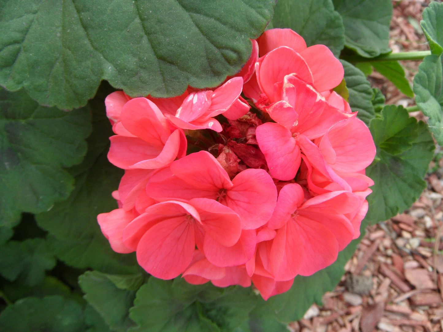 Zonal Geranium Cuttings 4-inch Pelargonium × hortorum for Garden Bedding & Containers, Unrooted Flowering Annual