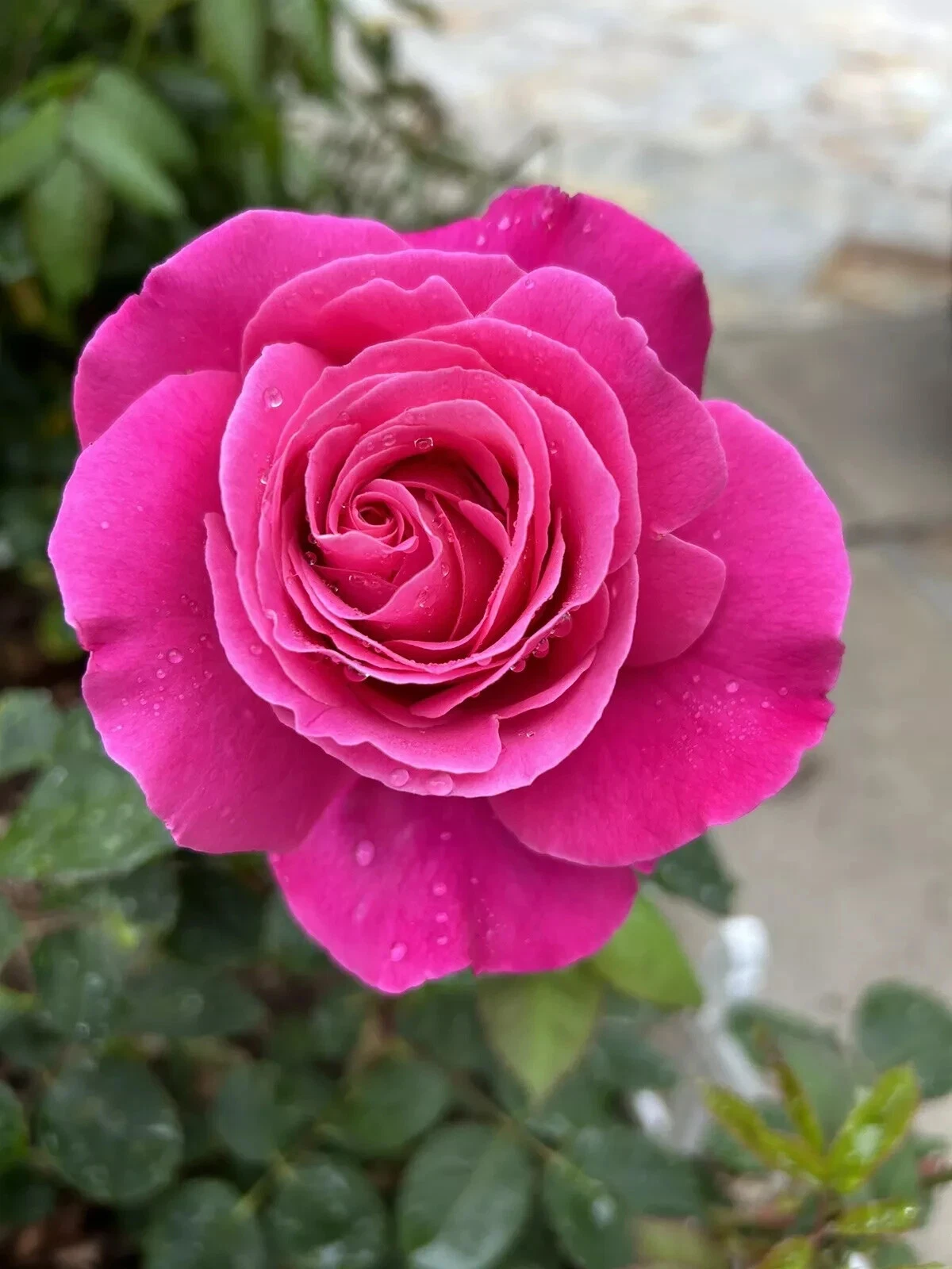 Dark Pink Fragrant Rose Cuttings – 5 Unrooted Stem Propagation for Large Bloom Garden Roses Rosa spp.