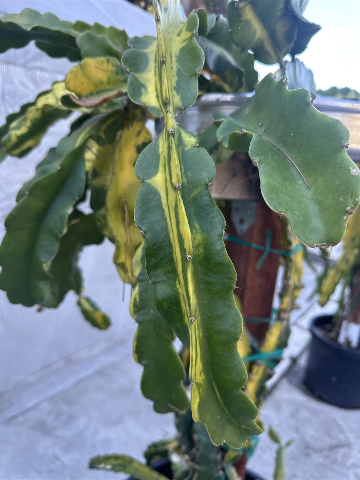 Lemon Lime Variegated Dragon Fruit Cuttings – 2 Live Pitaya Clippings, 10–15 Inches, Hylocereus Cactus for Propagation & Gardening