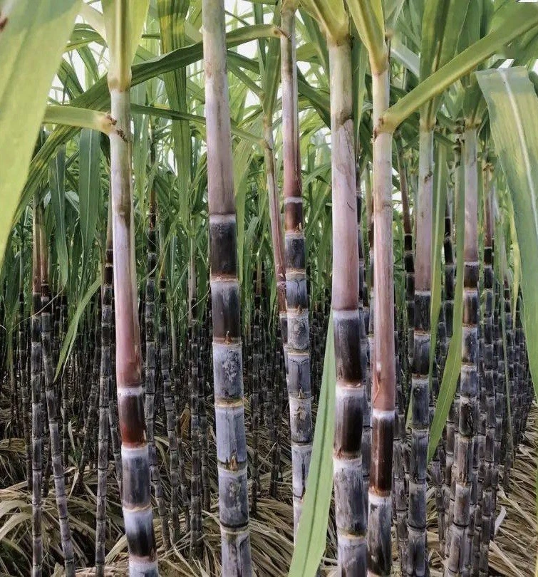 Dark Purple Sugarcane Cuttings – 5 Live Saccharum officinarum Cane Pieces for Tropical Garden Propagation