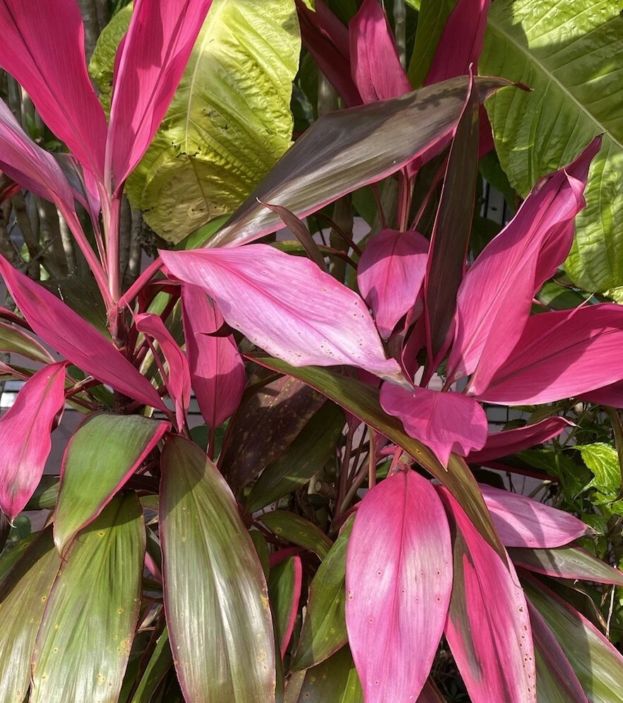 Hawaiian Ti Plant Cuttings – 10 Unrooted 4-5 Inch Cordyline Fruticosa Stem Cuttings for Rooting, Tropical Foliage, Indoor & Garden