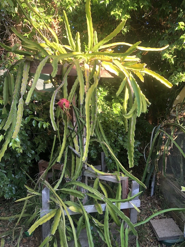 Dragon Fruit Cuttings – 3 Live 6"+ Hylocereus Climbing Cactus for Warm Climate Gardens, Easy Rooting, Assorted Varieties