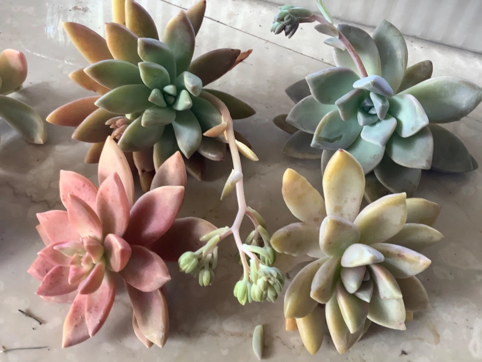 Assorted Succulent Cuttings Pack – 6 Unrooted Varieties for Easy Propagation, Indoor & Outdoor Cactus & Succulents