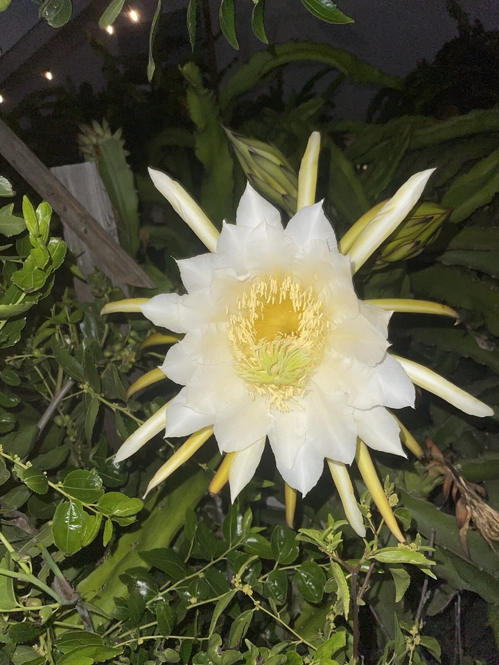 Mature Dragon Fruit Cuttings – Lisa Variety, Hylocereus sp., Large Healthy Stems for Rooting & Growing