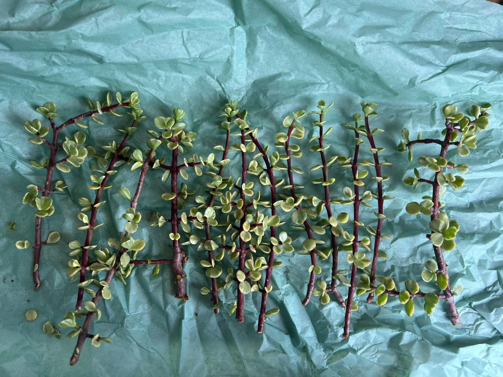 Portulacaria Afra Variegata Cuttings – 12 Live Rainbow Elephant Bush Succulent Stems for Indoor & Outdoor Growth