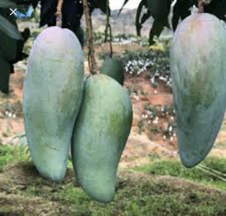 Mango Xoai Tuong Scions – 5 Elephant Mango Cuttings for Grafting Mangifera Indica