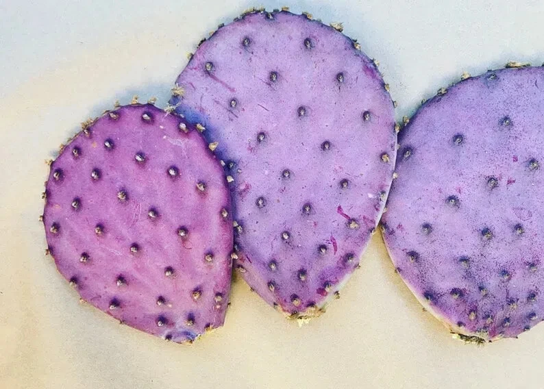Durazilla Purple Prickly Pear Cactus Pad – Live Propagation Cutting, Cold Hardy Opuntia gosseliniana, Vibrant Purple Desert Plant