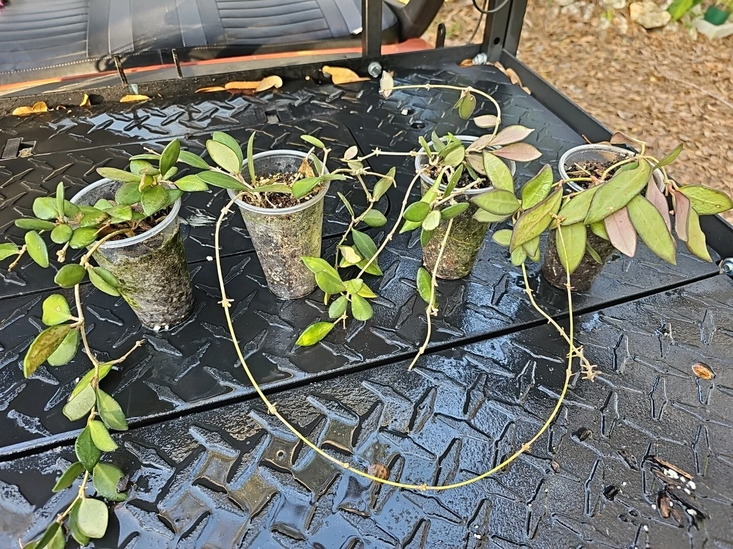 Hoya burtoniae Rooted Cutting – Wax Plant, Trailing Vining Houseplant, Bare Root Shipped