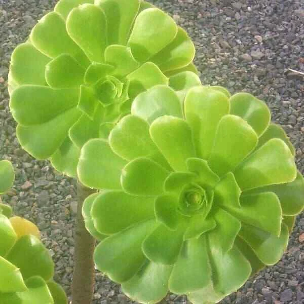 Aeonium arboreum Green Rose Succulent Cuttings – 2 Unrooted Rosettes, 4 Inch Diameter, Propagation Planting, Bright Green Foliage