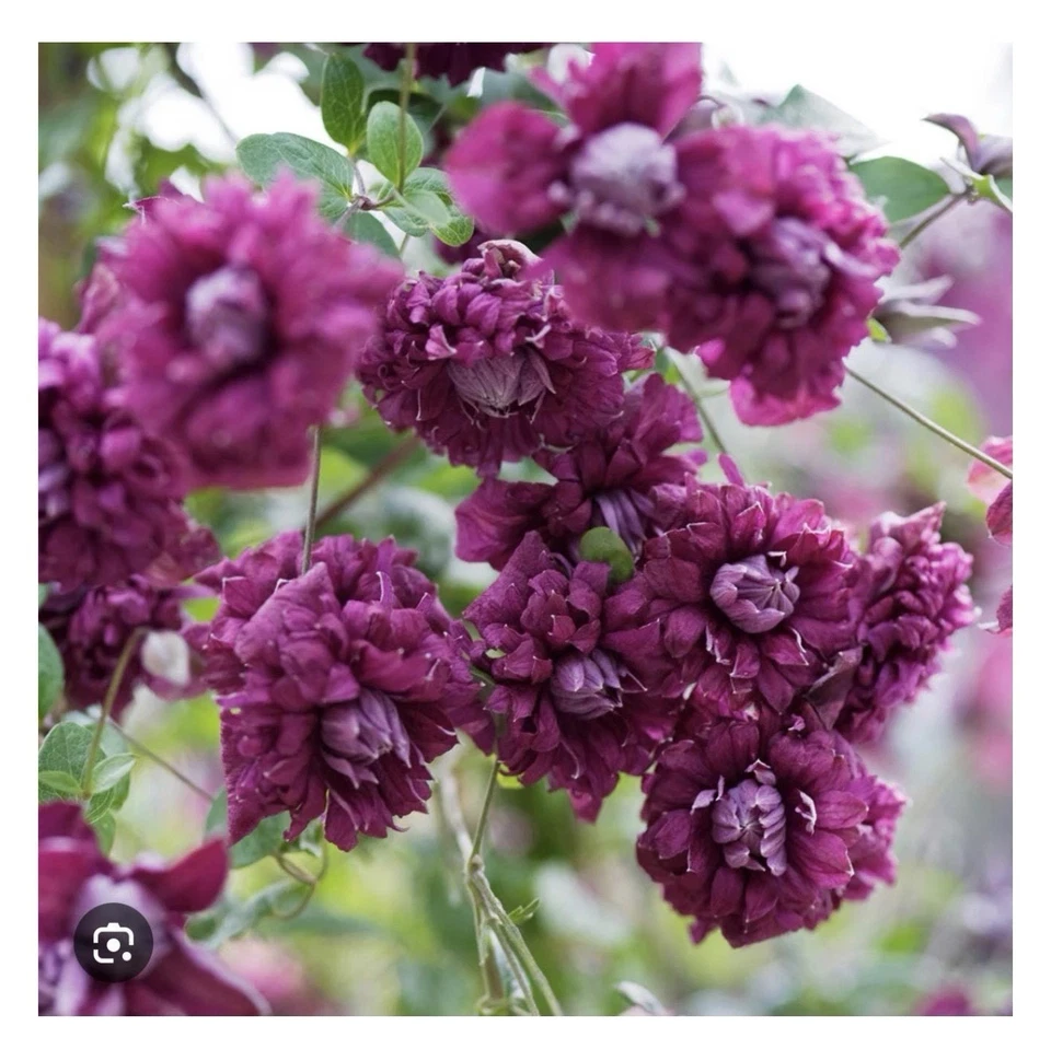 Clematis viticella Starter Plant - Double Purple Flowering Vine, Small Rooted Climber for Trellises & Gardens