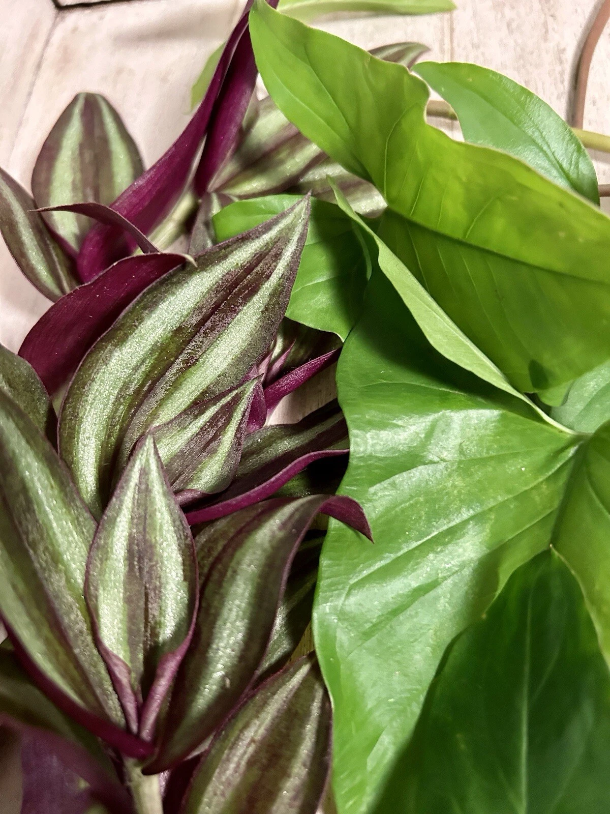 Rooted Plant Cuttings Set – 10 Live Indoor Houseplants Including Tradescantia & Arrowhead Vine (Syngonium)