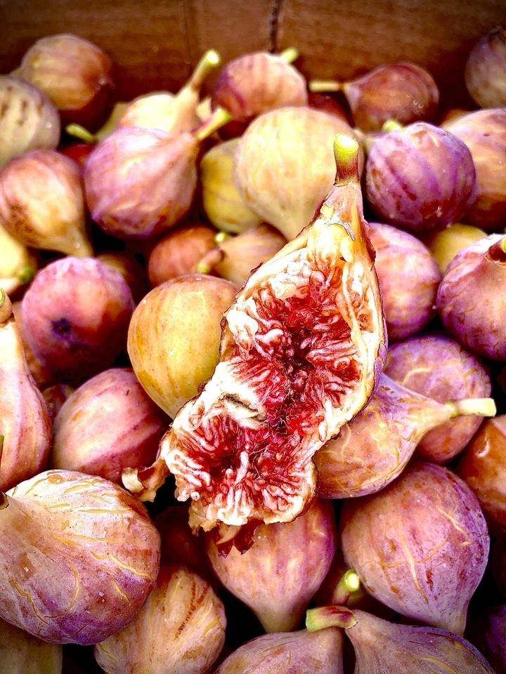 Brazos Bottom Red Fig Tree Cuttings – 3 Unrooted Ficus carica Fruit Tree Propagation Starter
