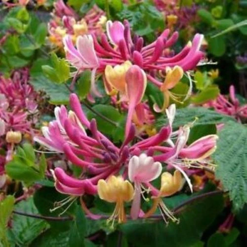 Candy Swirl Honeysuckle Rooted Starter Plant, Climbing Vine for Trellis & Fence, Lonicera spp.