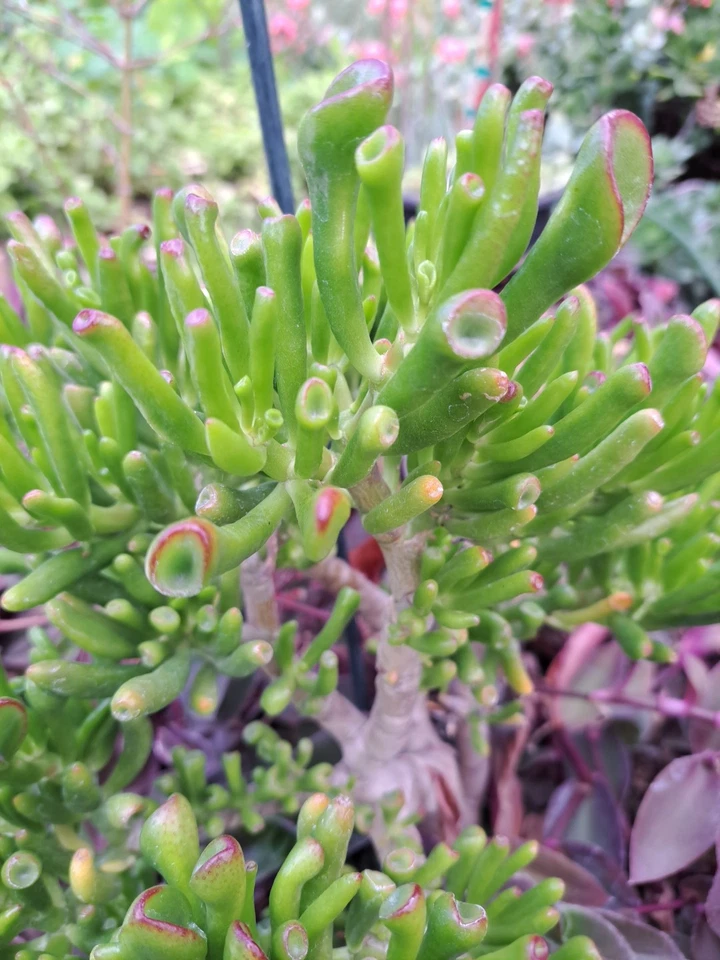 Ogre Ears Gollum Jade Succulent Cuttings – 3 Unrooted Stem Crassula ovata ‘Gollum’ Dwarf Green Planting Material