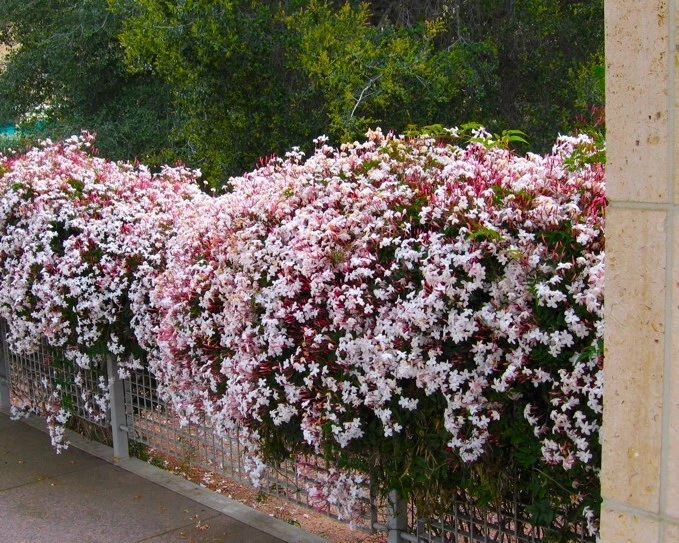 Pink Jasmine Live Plant – Jasminum polyanthum Rooted Climbing Vine with Fragrant Pink and White Blooms