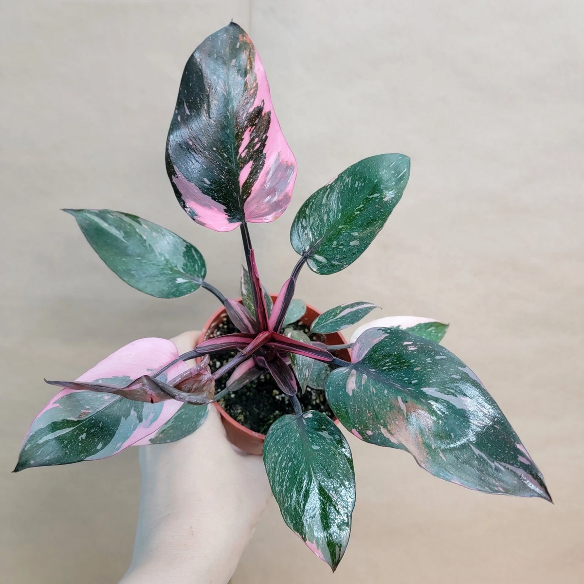 Philodendron Marble Galaxy Pink Princess – Rare Variegated Aroid Houseplant in 4” Pot