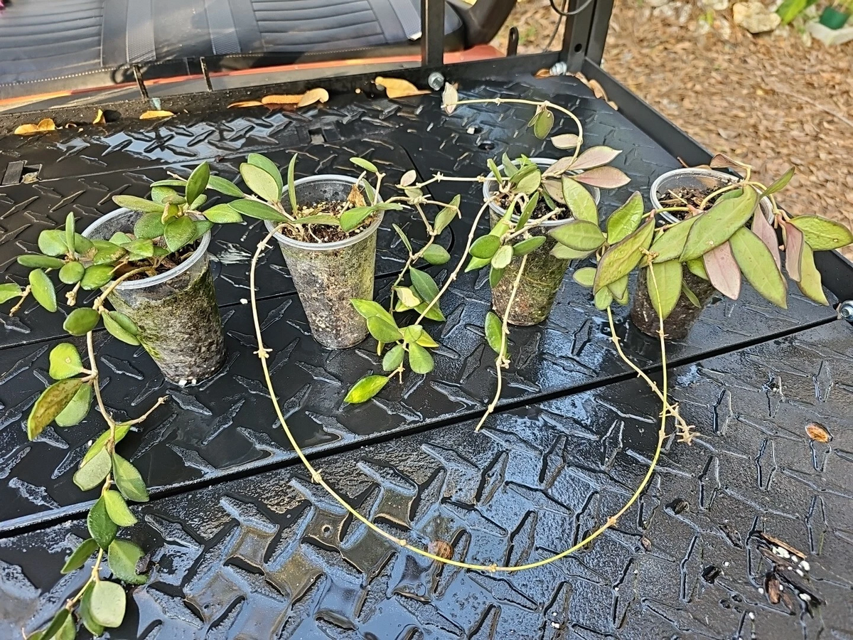 Hoya burtoniae Rooted Cutting – Trailing Wax Plant, Bare Root, Indoor Evergreen Vining Houseplant