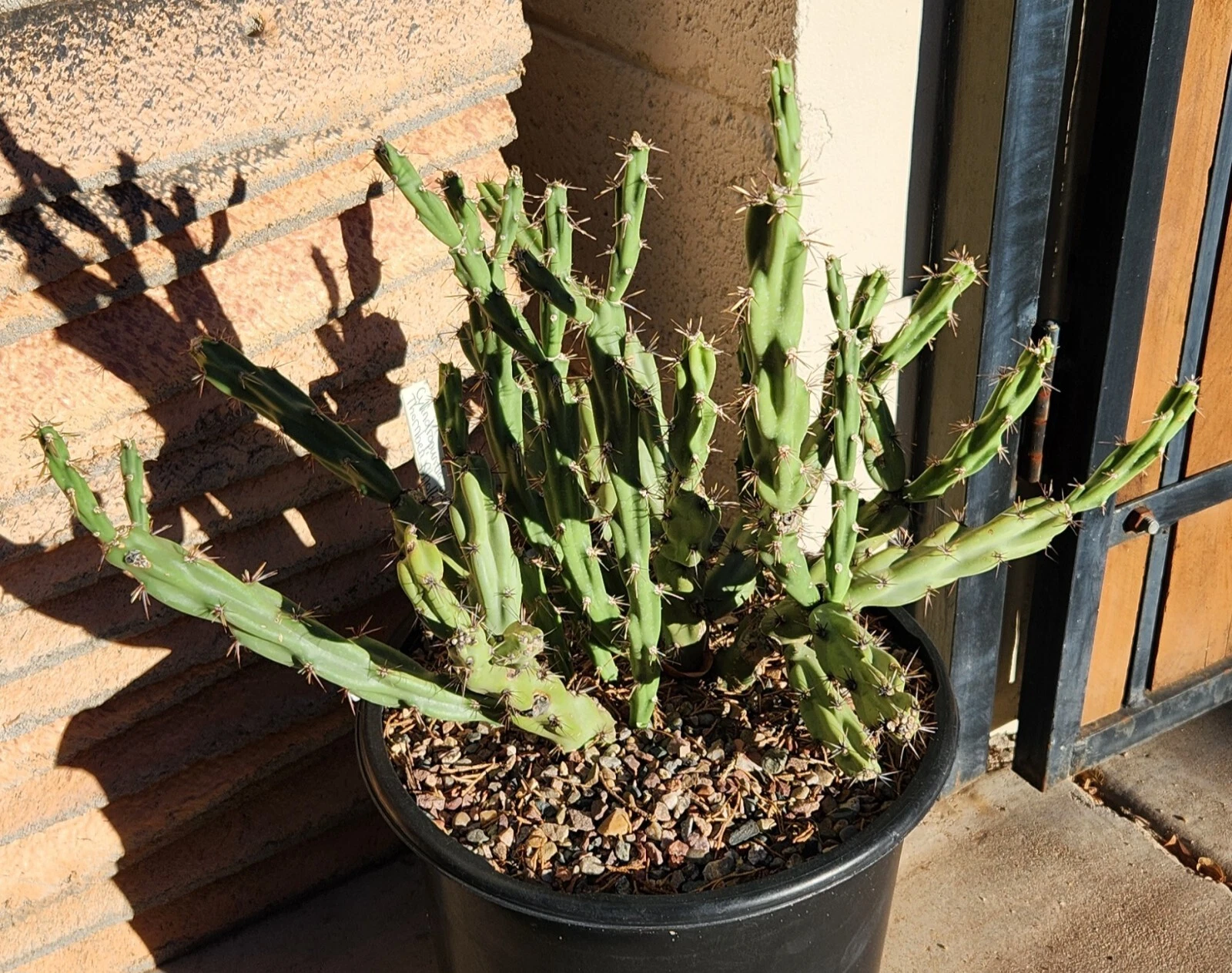 Cylindropuntia acanthocarpa var. thornberi Cholla Cactus Cutting – Live Desert Succulent Segment for Planting & Propagation
