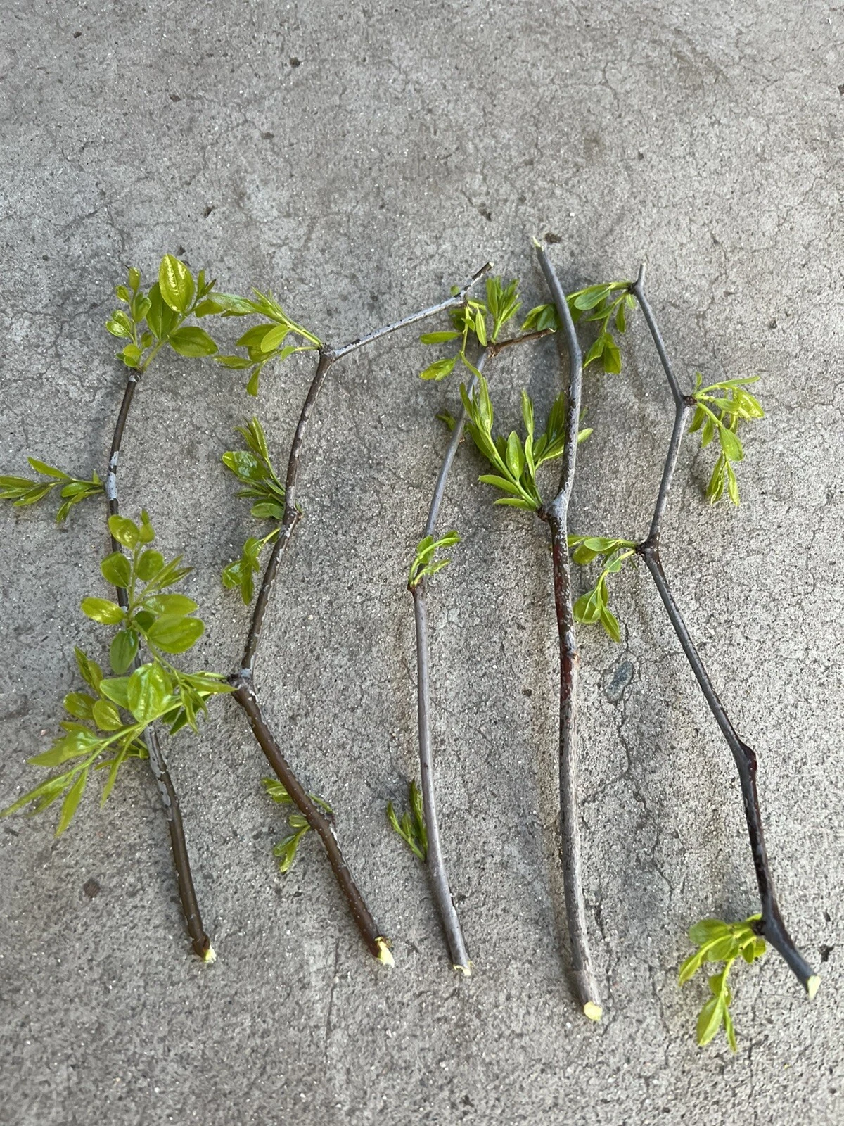 Lang Jujube Tree Cuttings – 5 Unrooted Chinese Red Date Propagation Ziziphus Jujuba