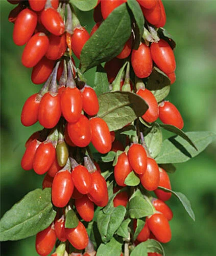 Rooted Goji Berry Plants – Lycium barbarum, Fruit Shrub, Edible Garden Starter, Full Sun, 3 Live Plants