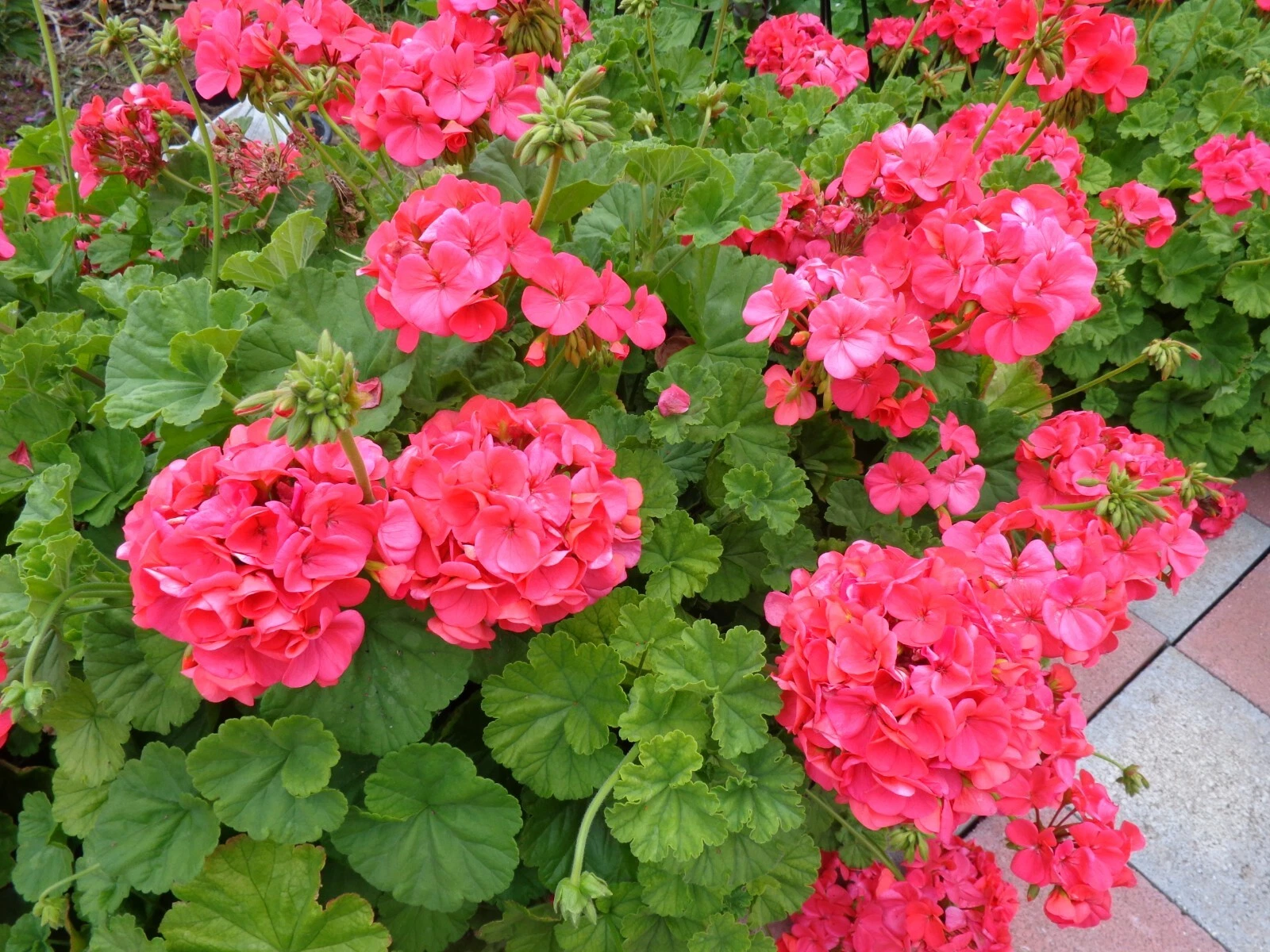 Hardy Fragrant Geranium Cuttings – 5 Red Orange Pelargonium Unrooted Propagation Plants