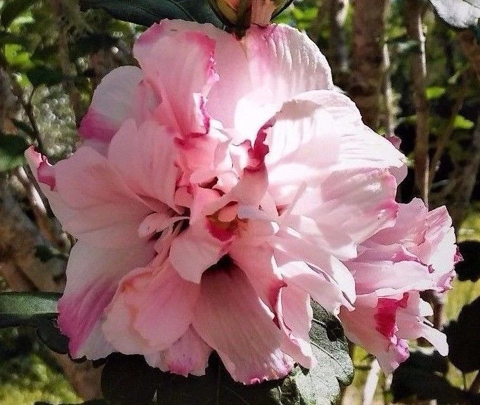 Live Pink Double Rose of Sharon Plant – Hibiscus syriacus Starter Shrub, 6–12 Inches, Deciduous Flowering Bush for Garden & Landscape