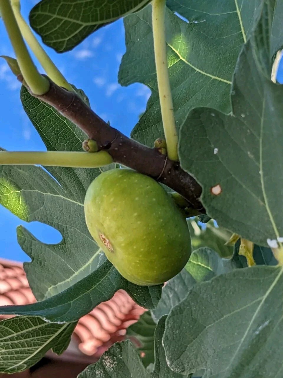 Green Turkish Fig Tree Cuttings – 10 Fresh Ficus carica Cuttings for Grafting or Rooting