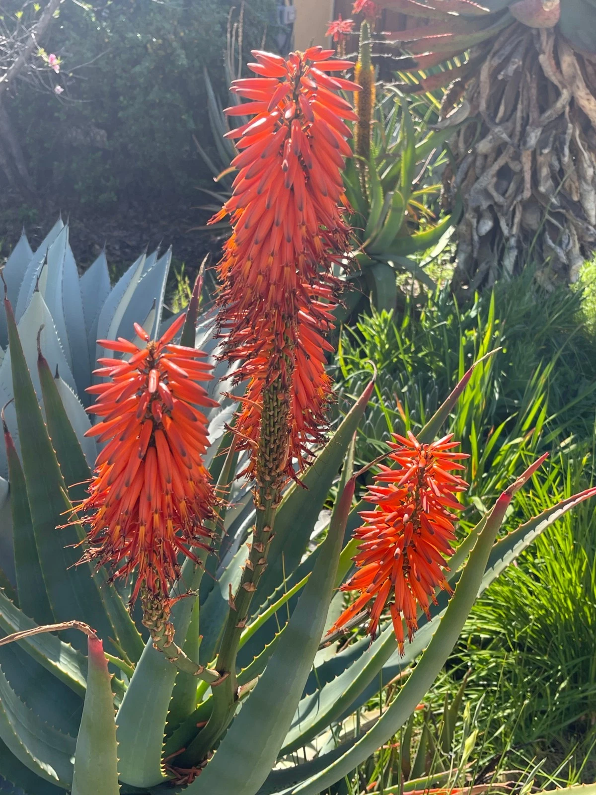 Aloe x Principis Live Raw Cuttings for Planting – Ornamental Succulent, Rosette Form, Aloe Hybrid, Unrooted Stem Cuttings