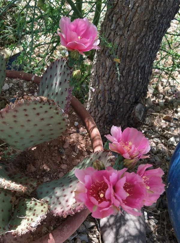 Beaverita Cactus Pad Cutting – Opuntia basilaris × Santa Rita Hybrid, Unrooted Prickly Pear Propagation Plant