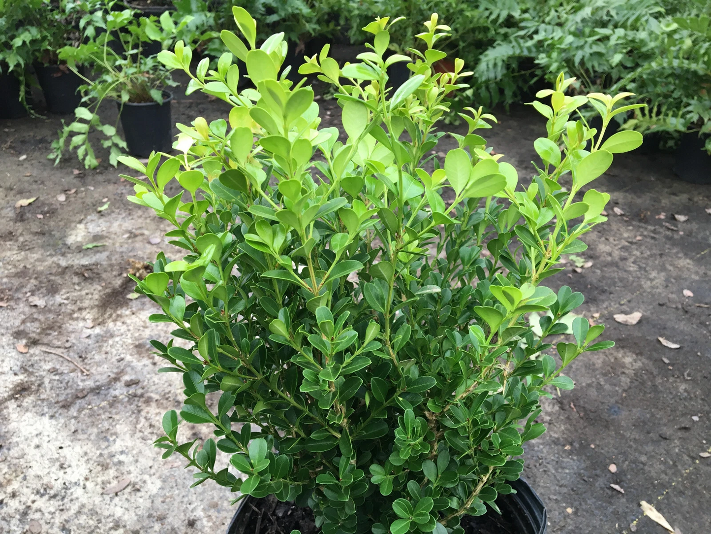 Japanese Boxwood Cuttings – Set of 12 Unrooted Buxus microphylla japonica for Hedge Propagation and Garden Landscaping