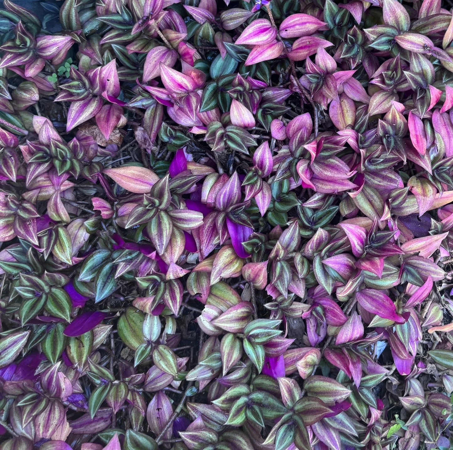 Tradescantia Zebrina Cuttings Bundle of 5 Unrooted Stems for Propagation, Purple Silver Variegated Wandering Plant