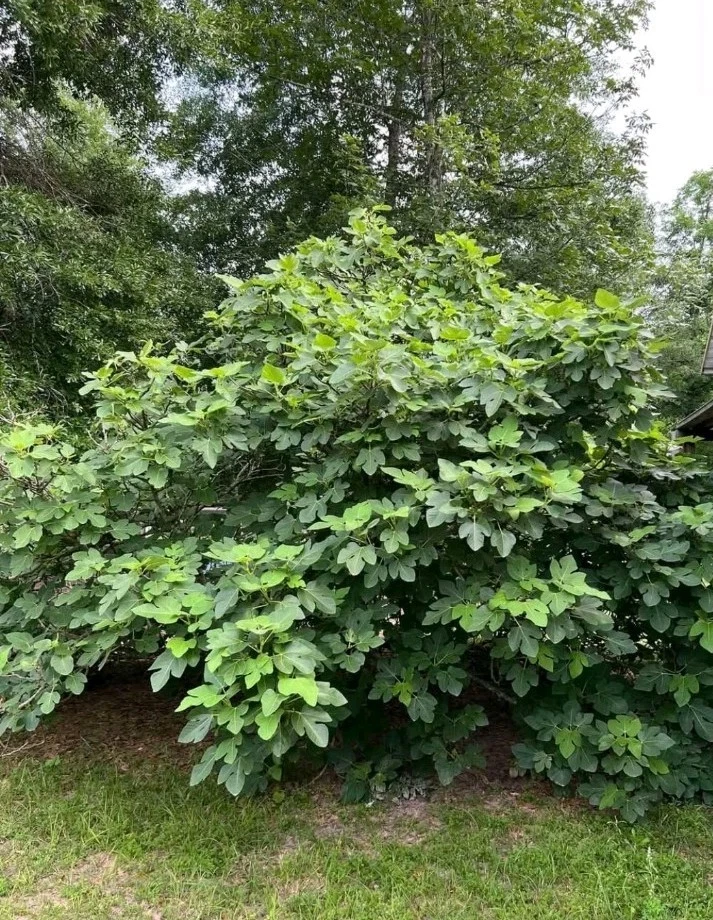 Kadota Fig Tree Cutting – Unrooted Stem for Planting, Cold Hardy Ficus carica ‘Kadota’ Propagation, Deciduous Fruit Tree