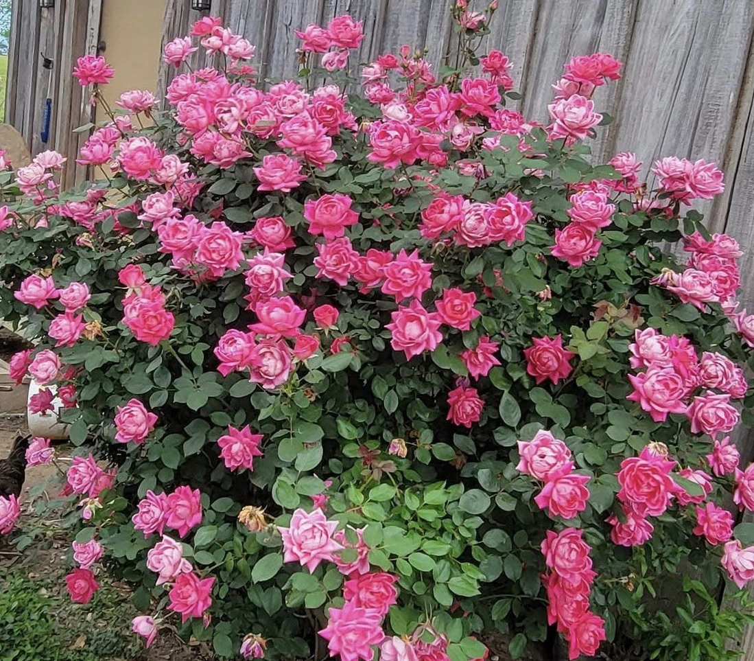 Unrooted Pink Double Knock Out® Rose Cuttings – 5 Fresh Rosa Shrub Propagation Starts