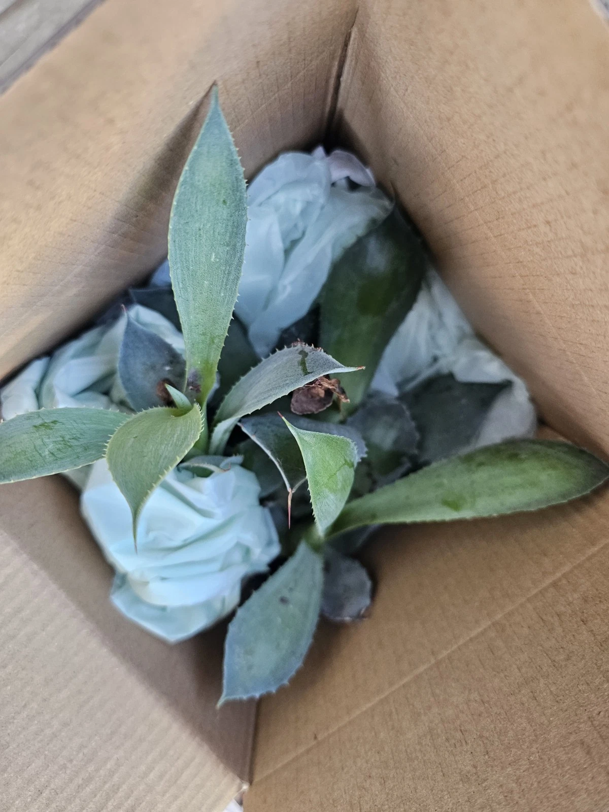 Blue Agave Pup – 4-6 Inch Agave potatorum ‘Cameron Blue’ Succulent Plant for Container & Garden