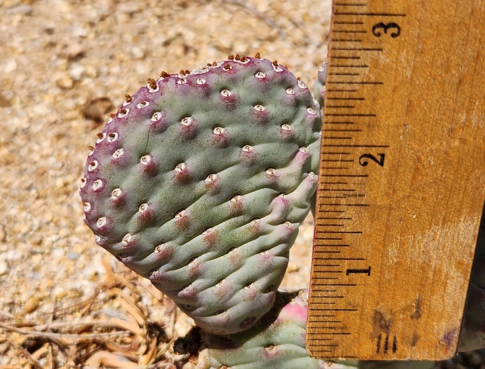 Opuntia basilaris ‘Caudata’ Baby Beavertail Prickly Pear Cactus Pad Unrooted Succulent for Propagation