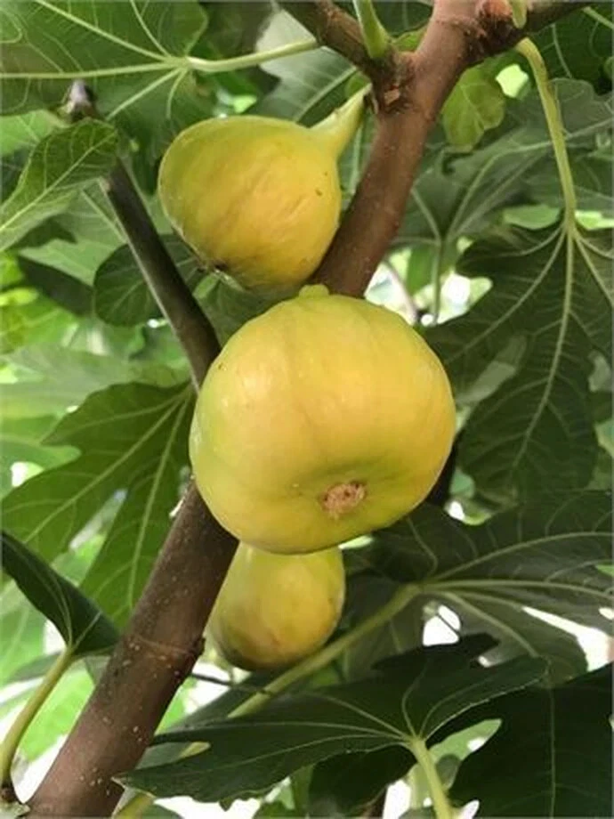 Sicilian White Fig Cutting – Unrooted Hardwood Propagation Plant Ficus carica, Over 8 Inches Long, 3+ Nodes