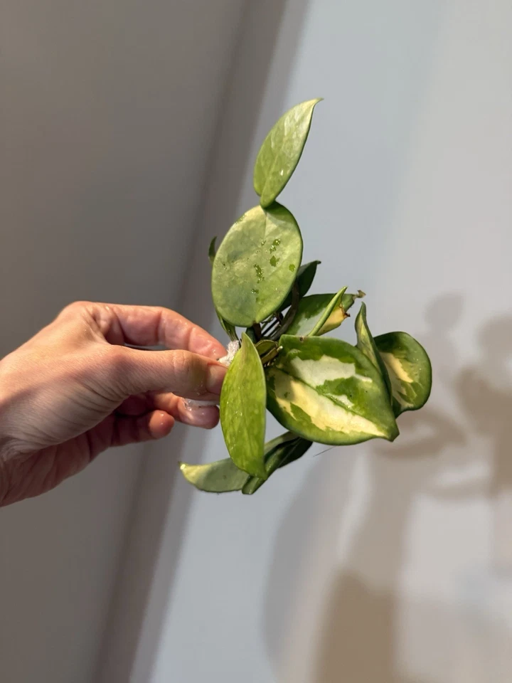 Variegated Hoya Cuttings Bundle – 8 Live Unrooted Indoor Houseplant Propagation Varieties