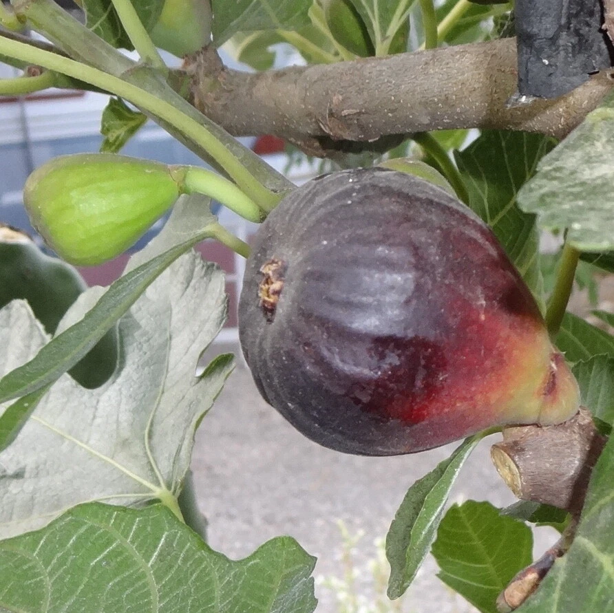 Petite Negri Fig Cuttings – 2 Fresh Dwarf Ficus Carica Cuttings for Zones 8-10