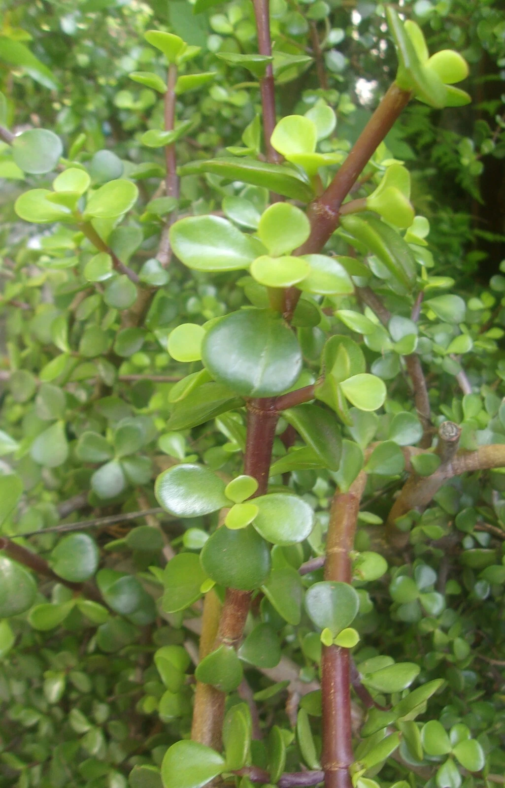 Elephant Jade Succulent Cuttings – Portulacaria afra – 3 Fresh 5–6 Inch Propagation Cuttings for Indoor & Outdoor Growing