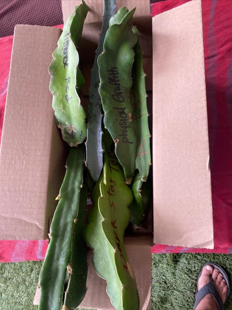 Dragon Fruit Cuttings – 19 Unrooted Pitaya Cactus Stem Cuttings 8–12 Inches Hylocereus Spp.
