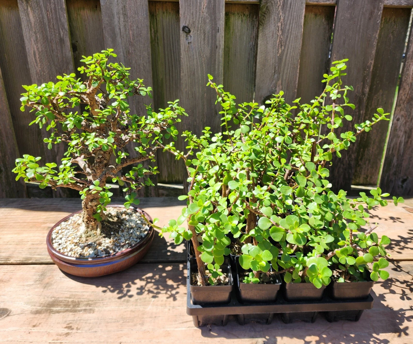 Dwarf Jade Bonsai - 3 Rooted Portulacaria afra Plants, 3-Year-Old Cork Bark Style Indoor or Patio Starter Tree
