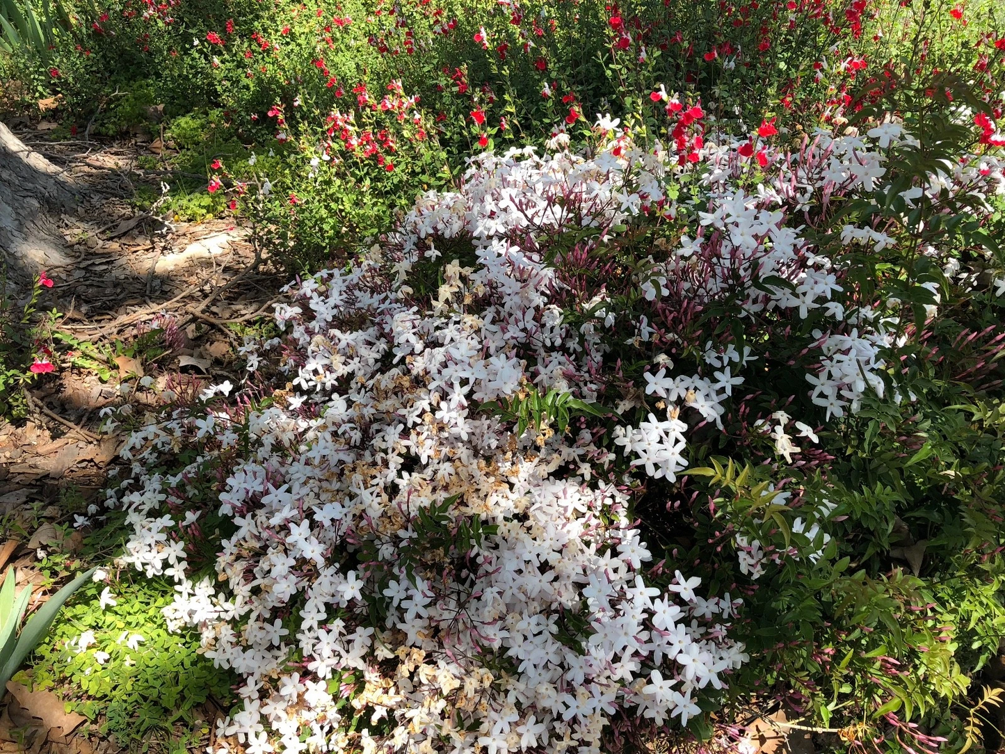 Pink Jasmine Vine Cuttings – Jasminum polyanthum, Fragrant Climbing Plant for Propagation