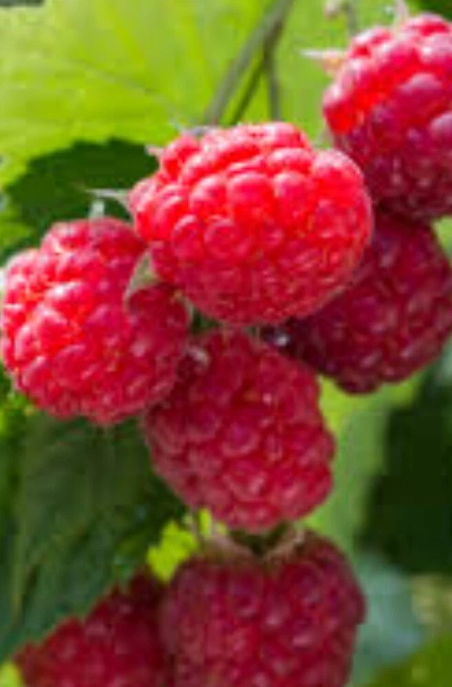 Wild Raspberry Cane Cuttings – 12 Organic Cold Hardy Rubus spp. Berry Bush Propagation Unrooted Stems