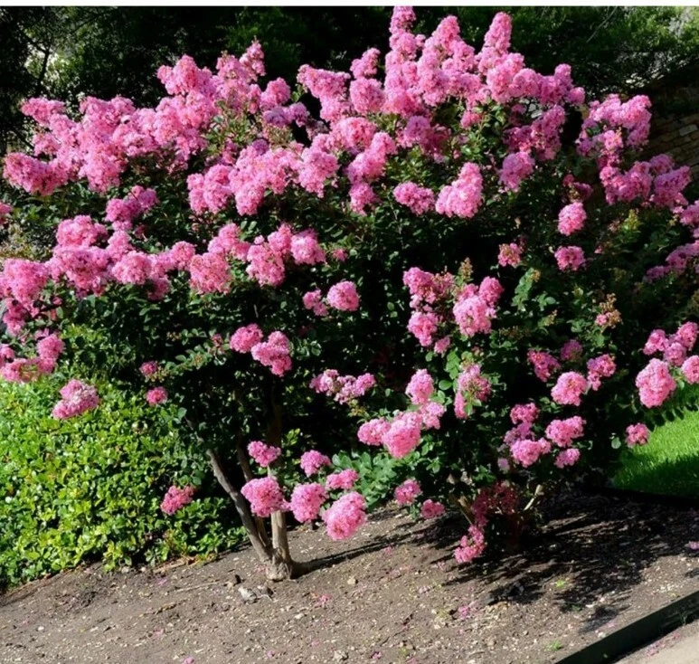 Crepe Myrtle Cuttings - 7 Fresh Lagerstroemia Branches for Fast Rooting and Ornamental Growth
