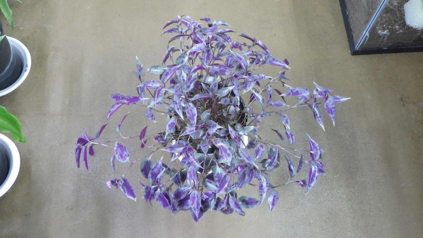 Tinantia pringlei Cuttings – Mexican Speckled Wandering Jew Houseplant Live Unrooted Propagation Starts