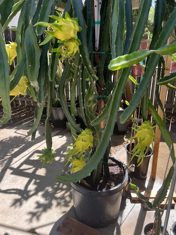 Yellow Dragon Fruit Cuttings 4 Pack - Israel Yellow 7-9 Inch Live Hylocereus Starter Plants