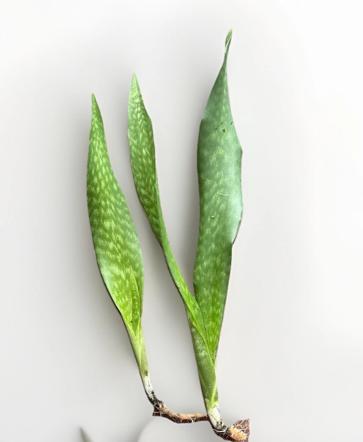 Snake Plant Rooted Set – Live Sansevieria Plants with Healthy Roots Ready to Plant Indoors or Outdoors