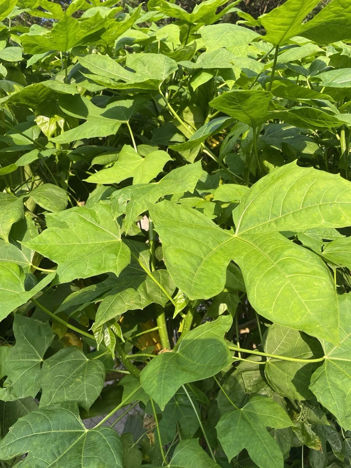 Chaya Maya Tree Spinach Cuttings – 6-8 Inch Unrooted Stems for Planting – Cnidoscolus aconitifolius, Tropical Perennial Shrub