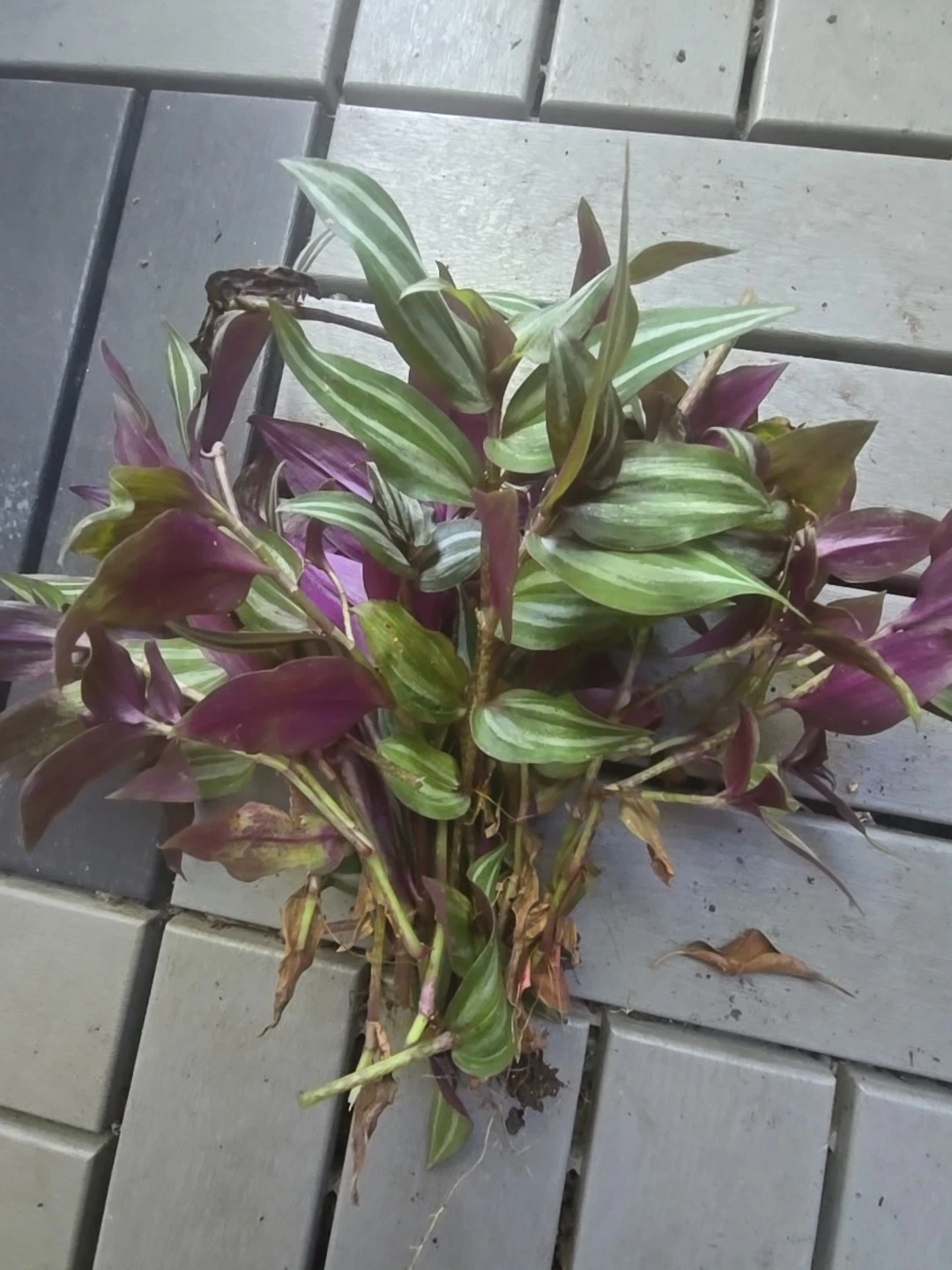 Tradescantia Zebrina Cutting Pack – 10 Unrooted Trailing Houseplant Propagation Stems, Wandering Jew Foliage, Indoor Container Plant